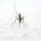 New approach in the battle against malaria