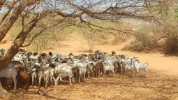 EO-based drought model for African pastoral areas