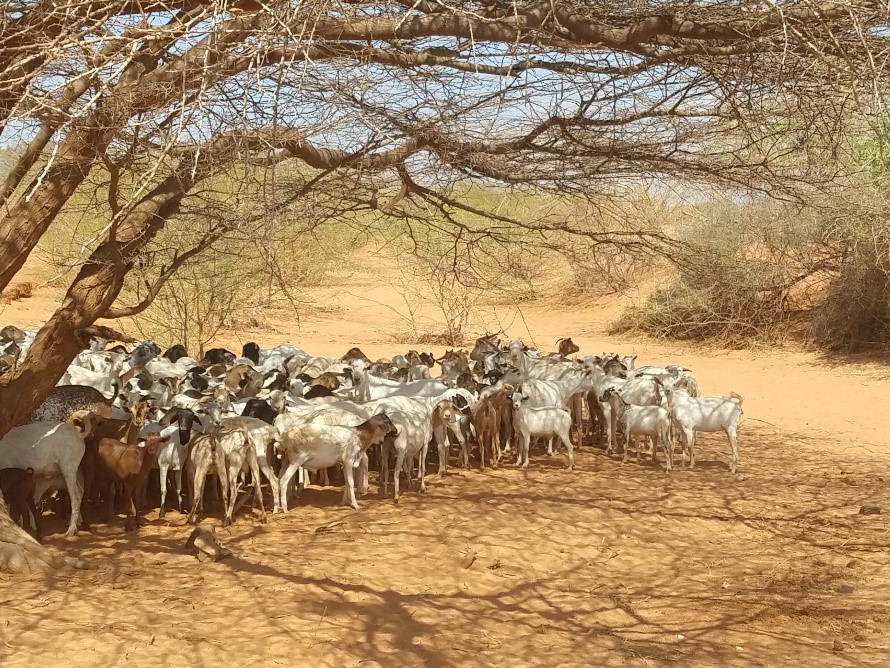 A herd of goats in a field

Description automatically generated with low confidence