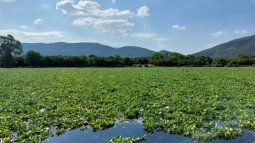 Water HYacinths: use them or lose them (WHY)