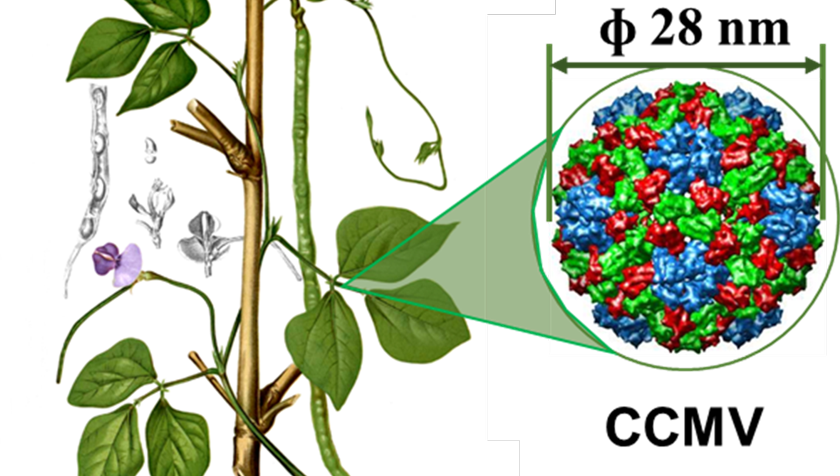 A new template for non-spherical viral nanocages