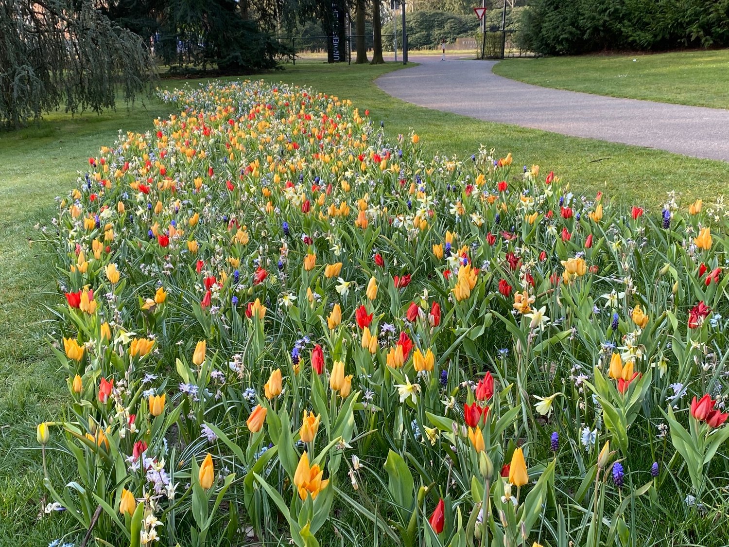 Flowers for biodiversity