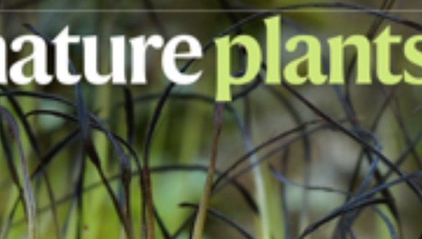 "Include public health in tree-planting strategies"