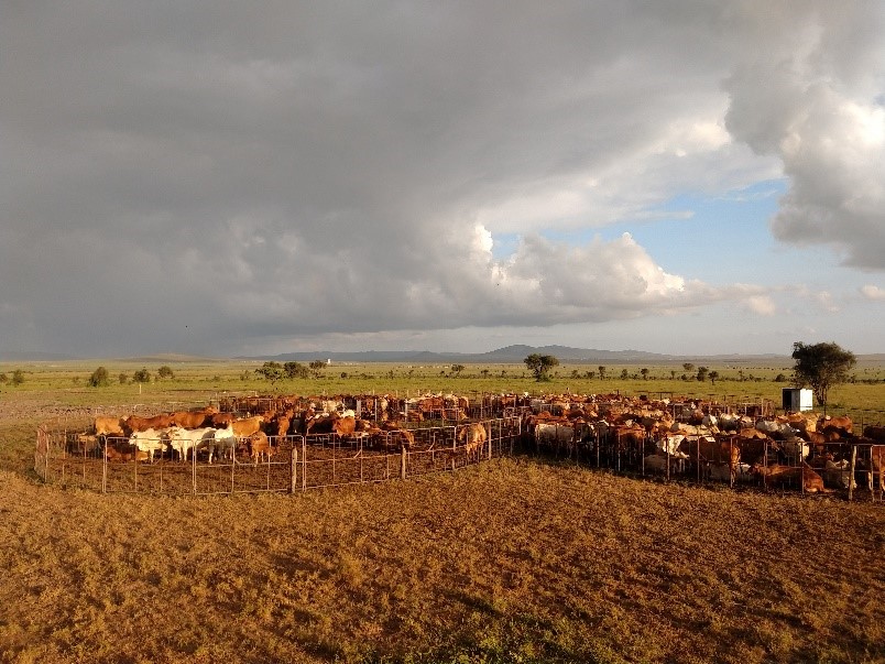 A herd of cattle in a field

Description automatically generated with medium confidence