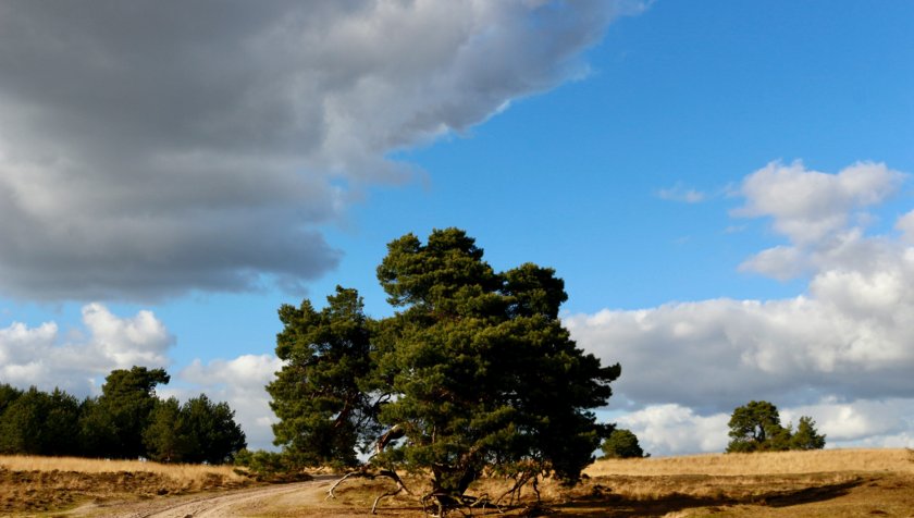 Higher acidity than expected: A new study explores the effects of the nitrogen crisis on Dutch soil.