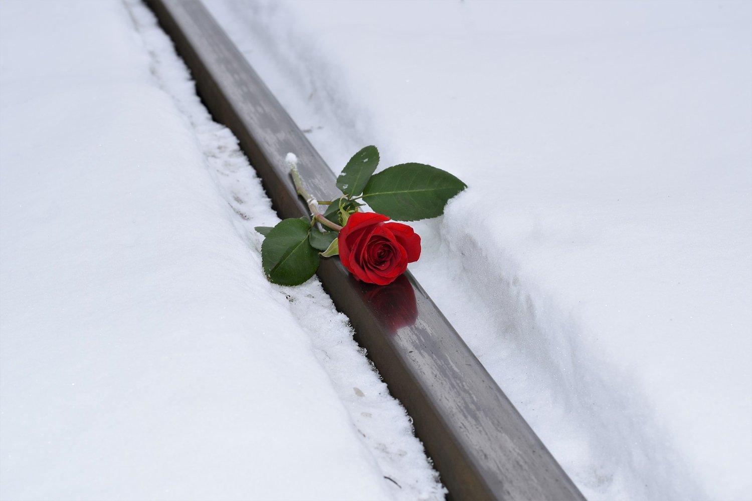 Одинокая роза на снегу