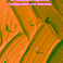 PhD Defence Jeroen Rook | Multi-Objective Approaches for Automated Algorithm Configuration and Selection