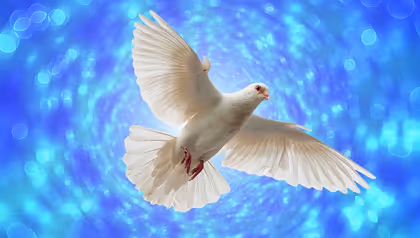 white dove
