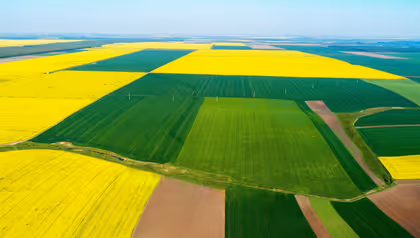 crops