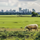 NWO City and Country in Coherence workshops