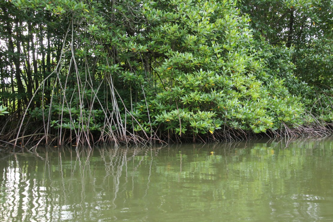 Mangroves in Vietnam