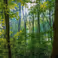 Biodiversity in the Netherlands