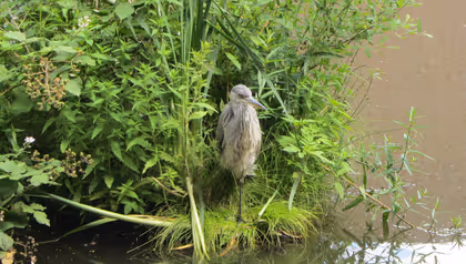 Foto van een vogel aan het water