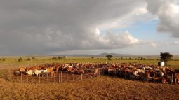 Senior Expert at Livestock Agri-Food Systems