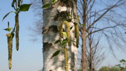 effecten klimaatverandering op allergie