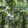 PhD Defence Yiwei Duan | Mapping phyllosphere microbial communities of temperate European forests using environmental DNA and remote sensing