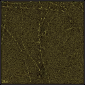 Catalytic Supramolecular Nanoribbons